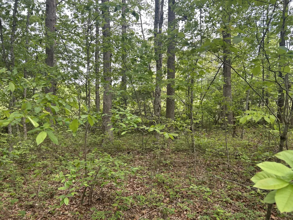 0 RT Davis Rd Spencer, TN 38585