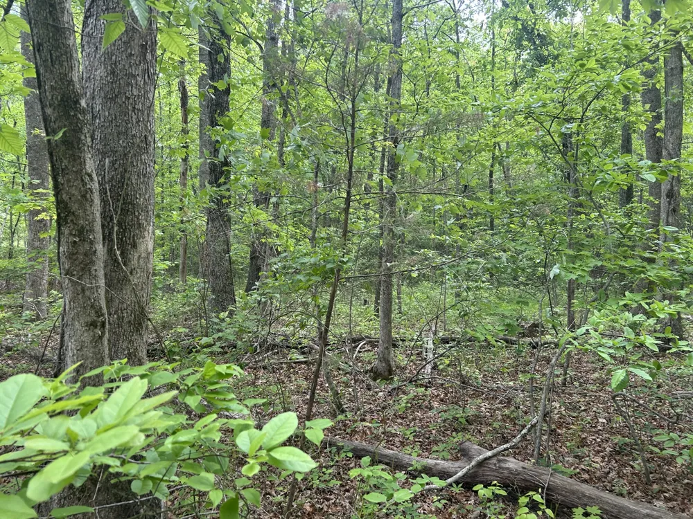 0 RT Davis Rd Spencer, TN 38585