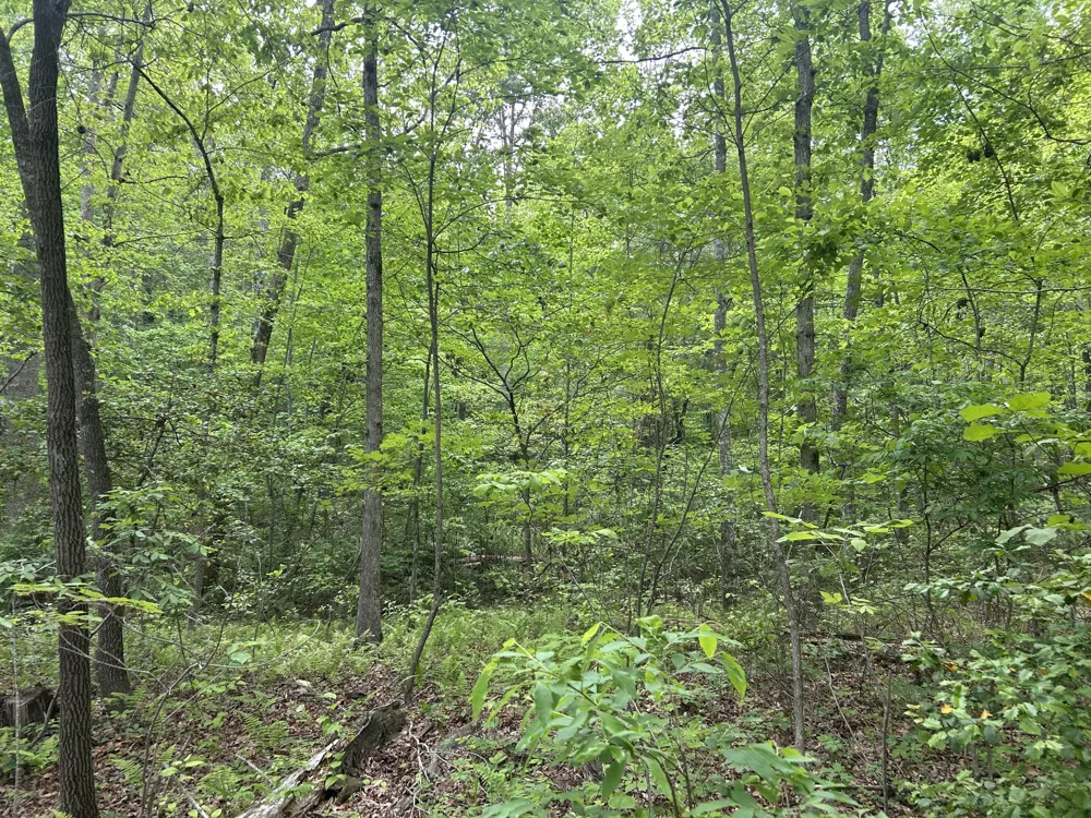 0 RT Davis Rd Spencer, TN 38585