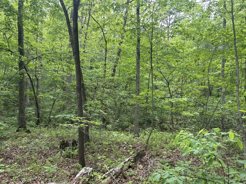 0 RT Davis Rd Spencer, TN 38585