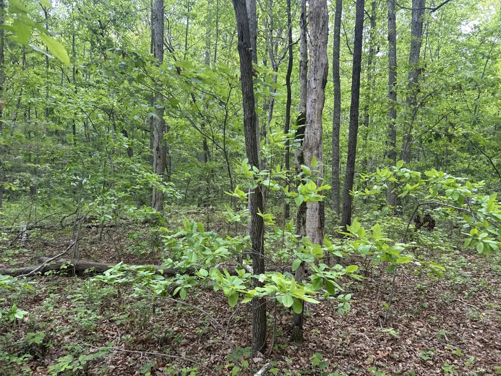 0 RT Davis Rd Spencer, TN 38585
