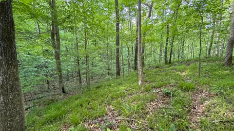 Murphy Hollow