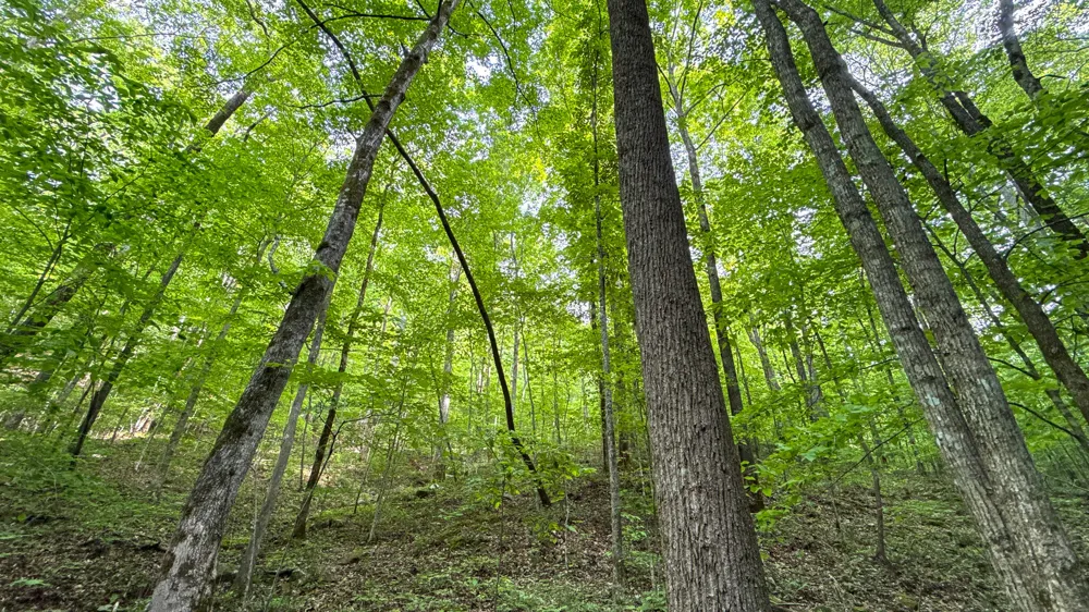 Murphy Hollow Trenton, GA 30752