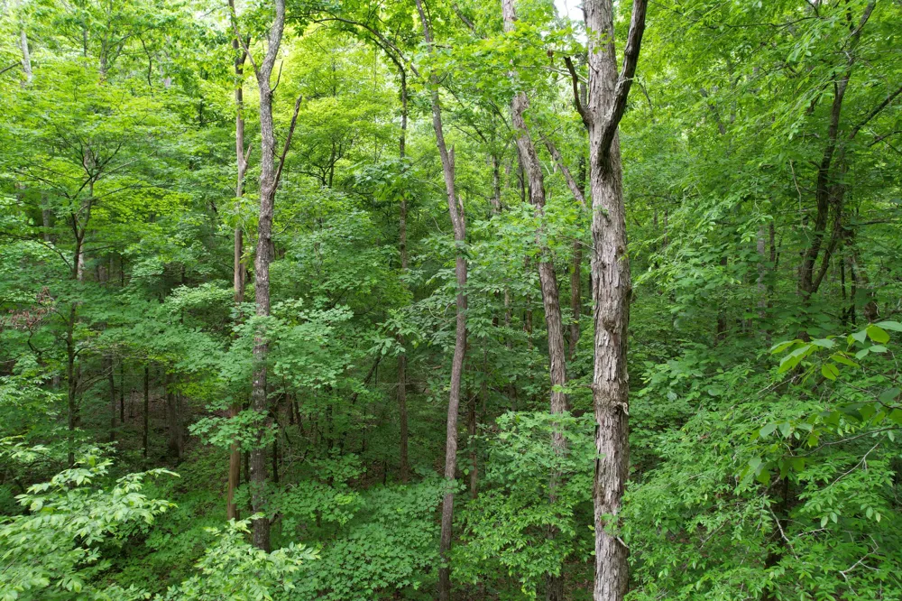 Murphy Hollow Trenton, GA 30752