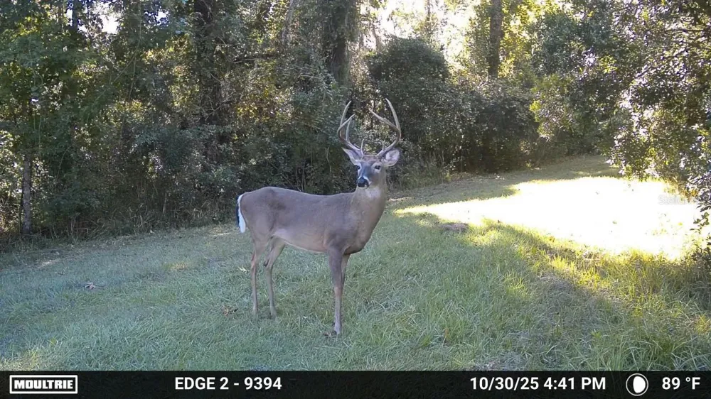 11816 SE COUNTY ROAD 234 Micanopy, FL 32667