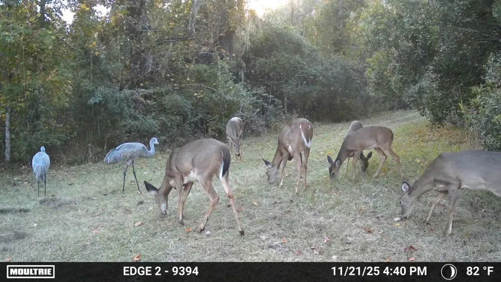 11816 SE COUNTY ROAD 234 Micanopy, FL 32667