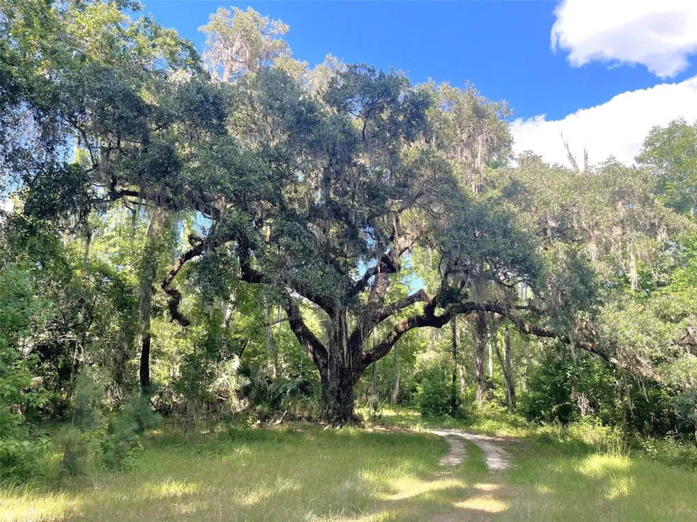 11816 SE COUNTY ROAD 234 Micanopy, FL 32667