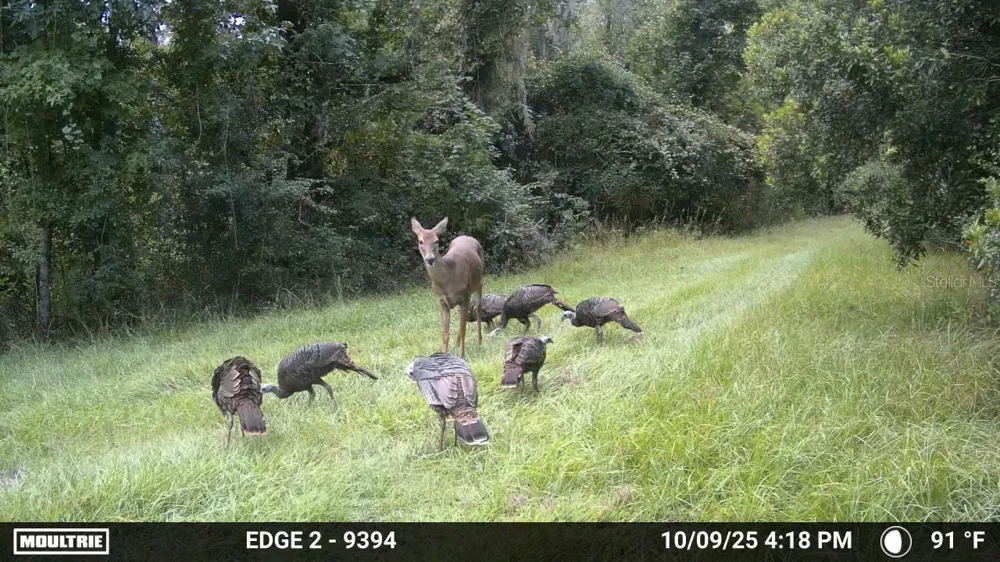 11816 SE COUNTY ROAD 234 Micanopy, FL 32667