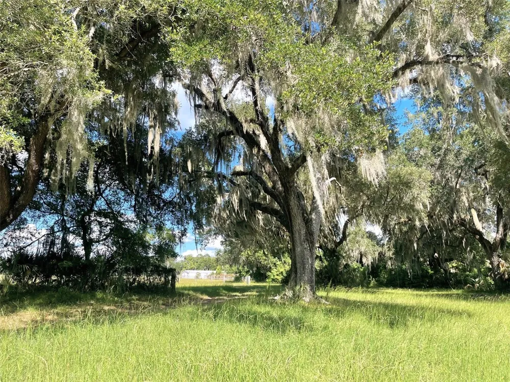 11816 SE COUNTY ROAD 234 Micanopy, FL 32667