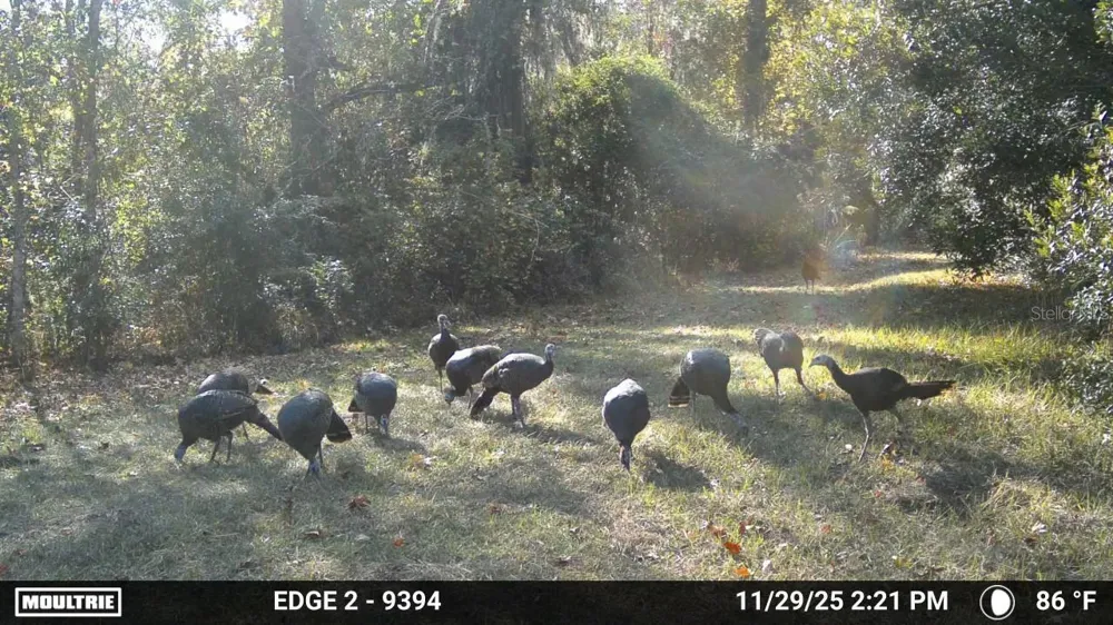 11816 SE COUNTY ROAD 234 Micanopy, FL 32667