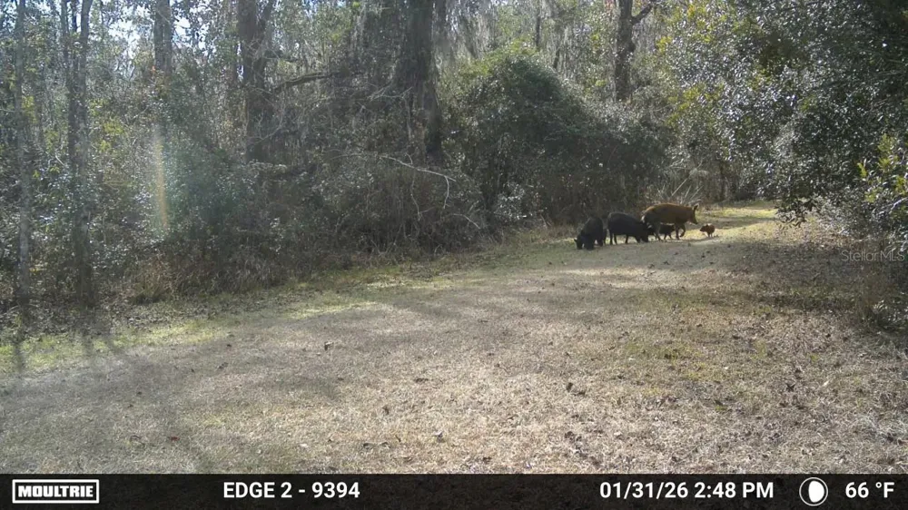 11816 SE COUNTY ROAD 234 Micanopy, FL 32667