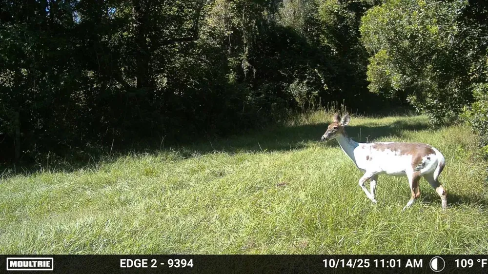 11816 SE COUNTY ROAD 234 Micanopy, FL 32667