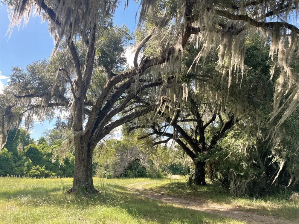 11816 SE COUNTY ROAD 234 Micanopy, FL 32667