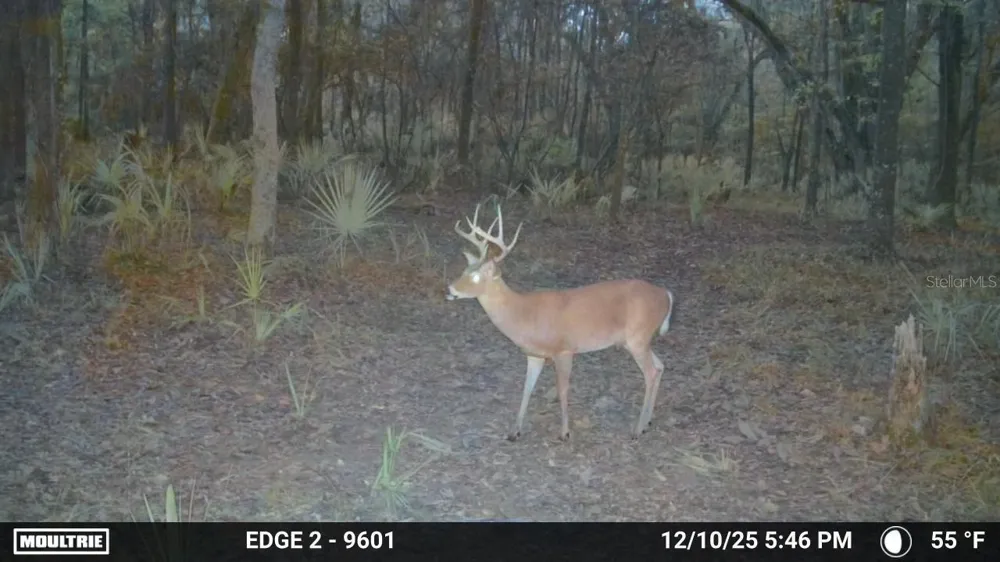 11816 SE COUNTY ROAD 234 Micanopy, FL 32667