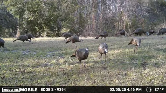 11816 SE COUNTY ROAD 234 Micanopy, FL 32667