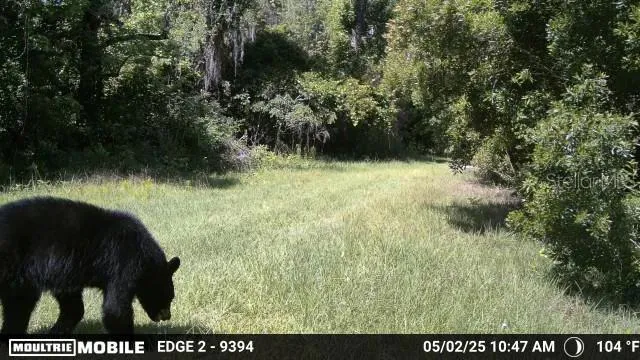 11816 SE COUNTY ROAD 234 Micanopy, FL 32667
