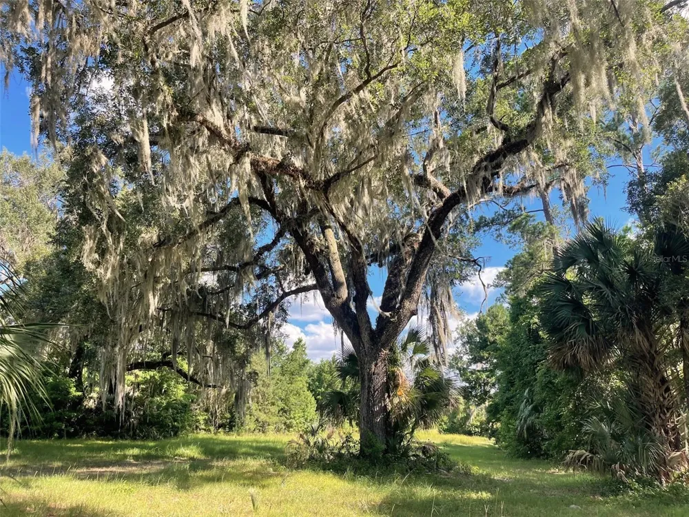 11816 SE COUNTY ROAD 234 Micanopy, FL 32667