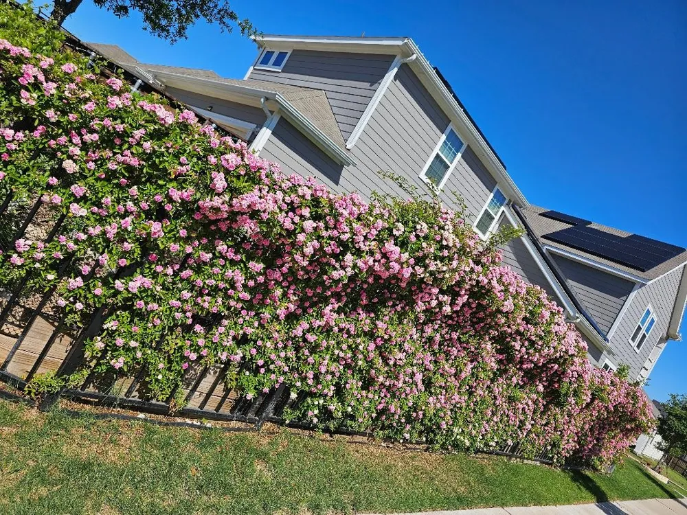 3506 Betty Mews Rowlett, TX 75089