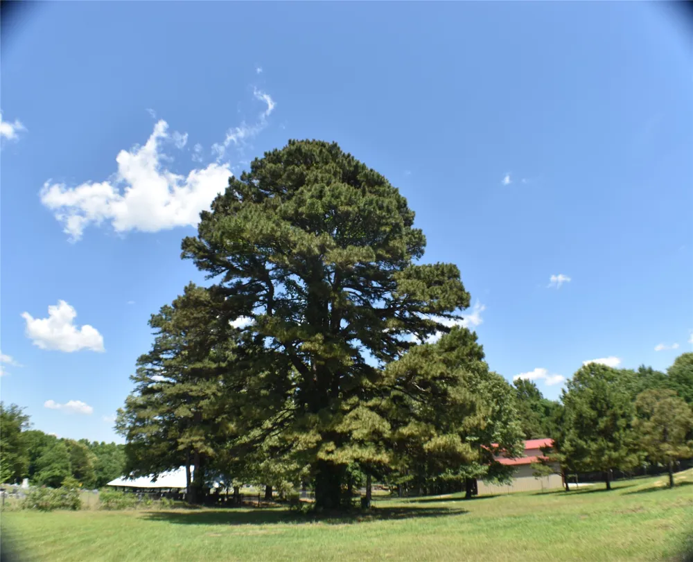 134 County Road 2749 Mineola, TX 75773