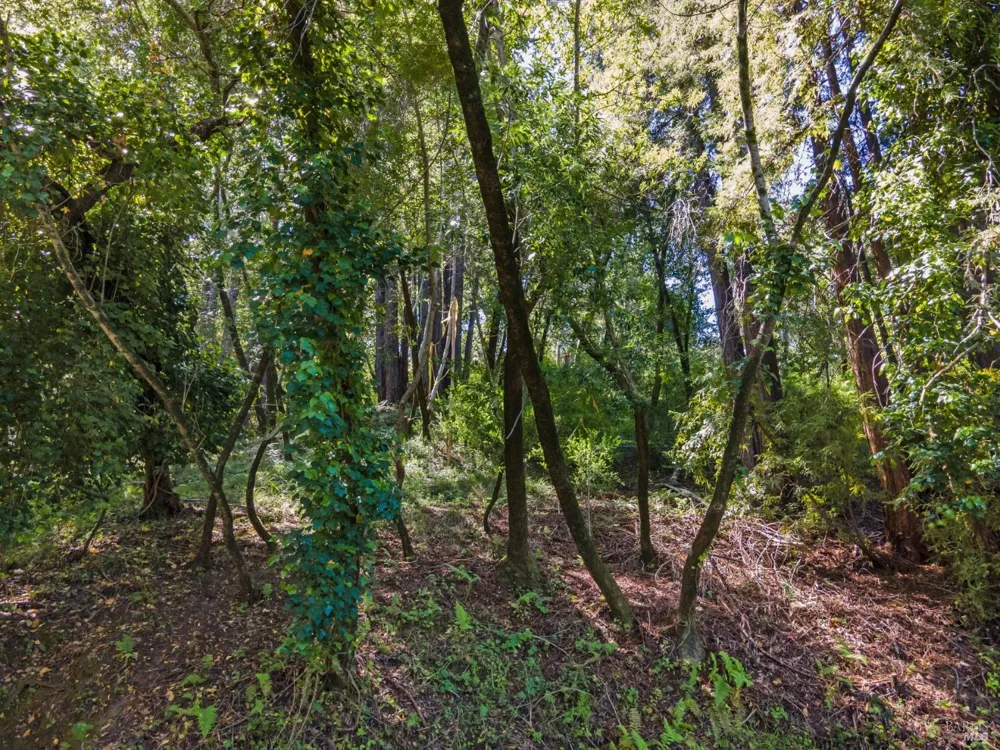 160 Spring Grove Avenue San Anselmo, CA 94960