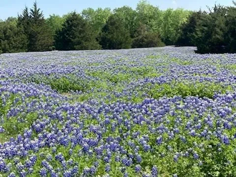 821 Ewing Road Ferris, TX 75125