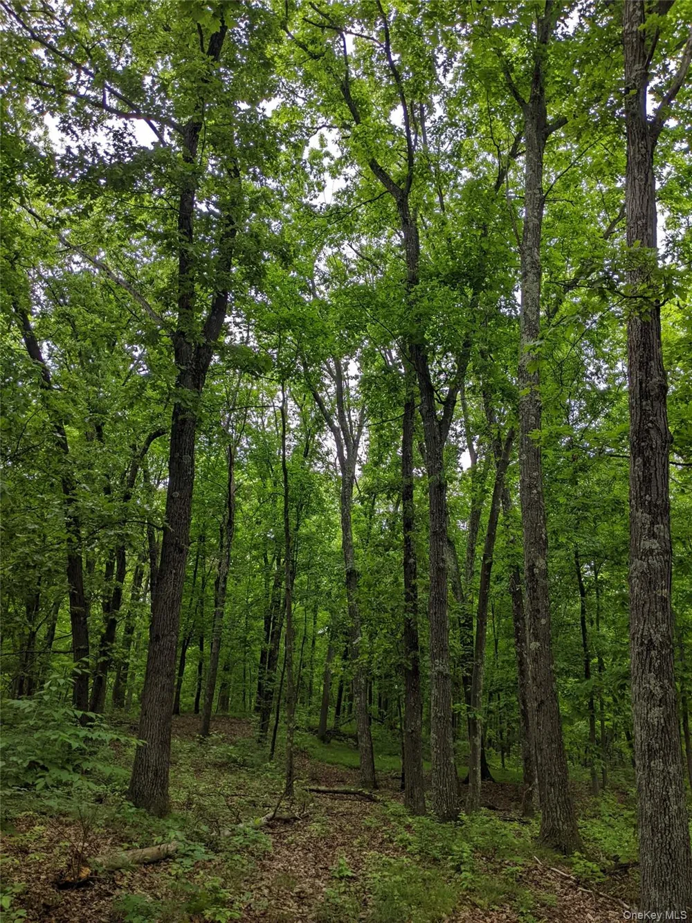 Parcel 1 - TBD Woodstock Road Millbrook, NY 12545