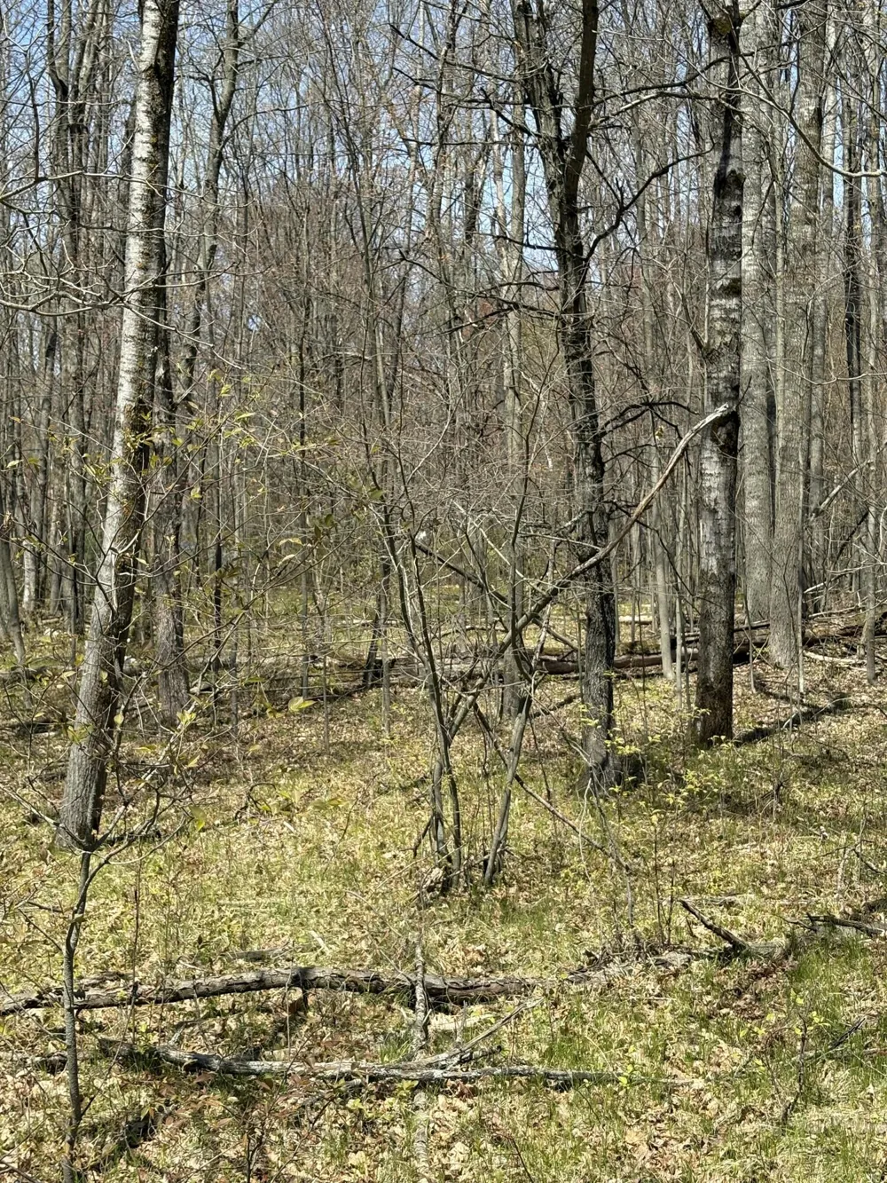 Shadowbrook Drive Lake, MI 48632
