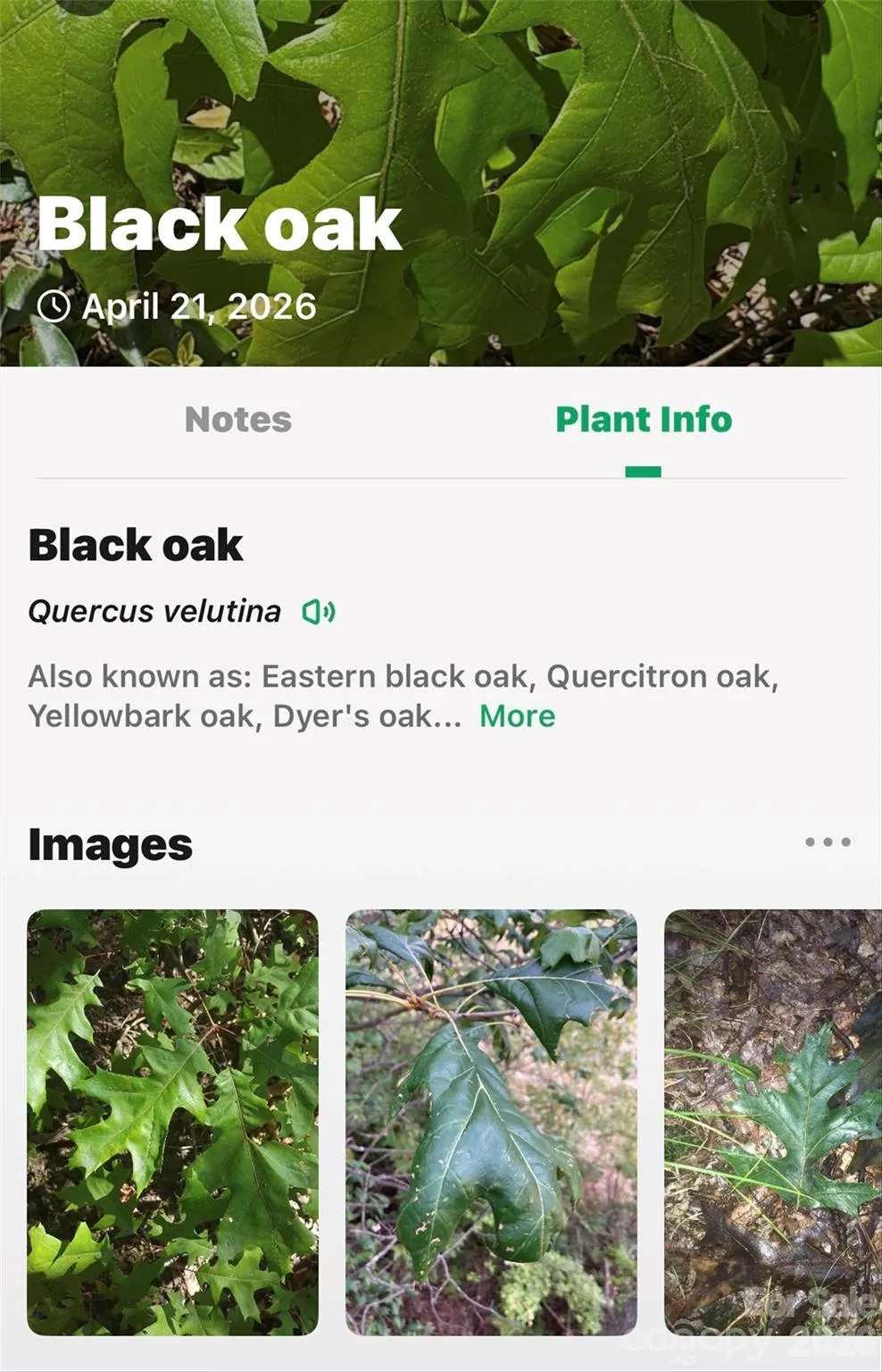 131-133 McKenzie Way Old Fort, NC 28762