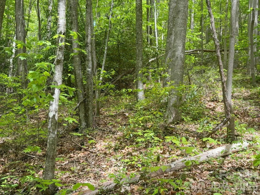 999999 Harwood Road #2 Barnardsville, NC 28709