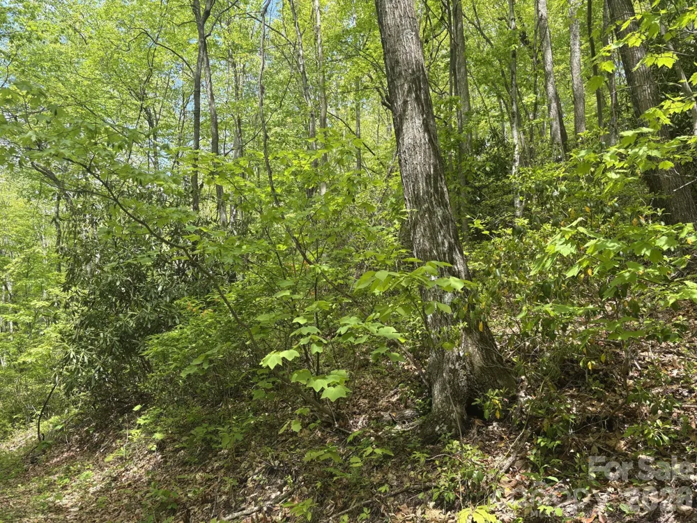 999999 Harwood Road #2 Barnardsville, NC 28709