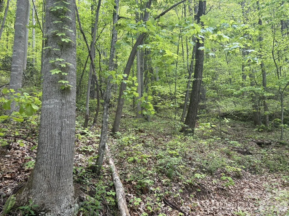 999999 Harwood Road #2 Barnardsville, NC 28709