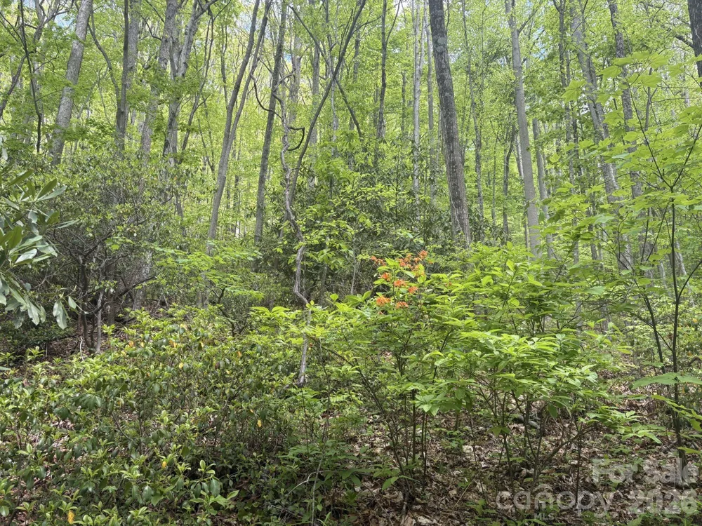 999999 Harwood Road #2 Barnardsville, NC 28709