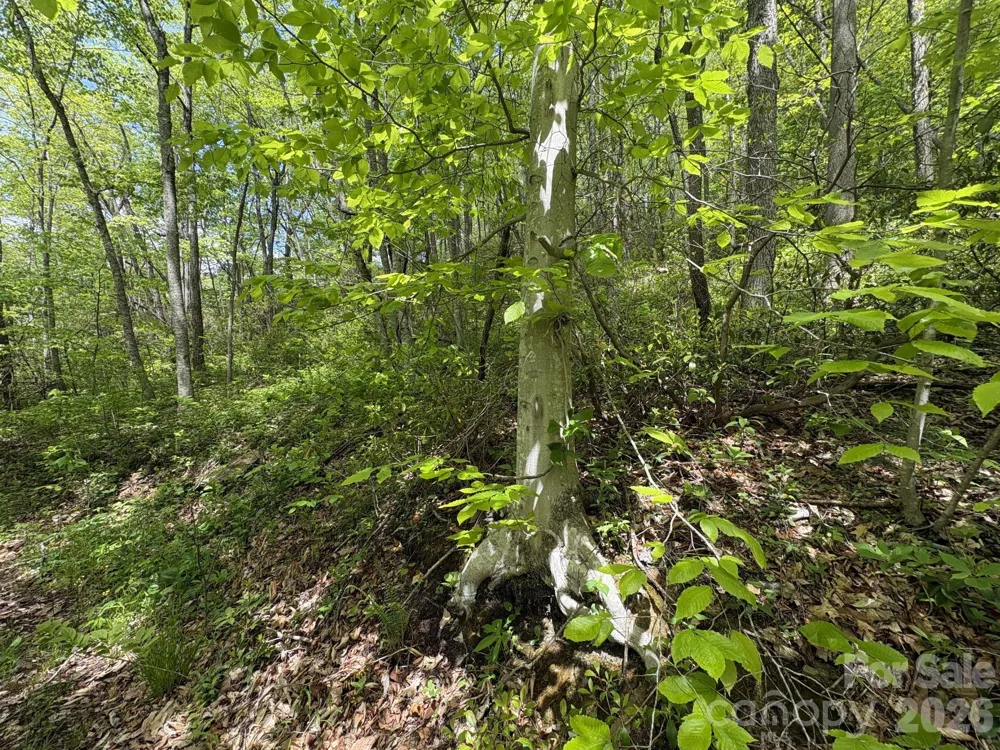 999999 Harwood Road #2 Barnardsville, NC 28709