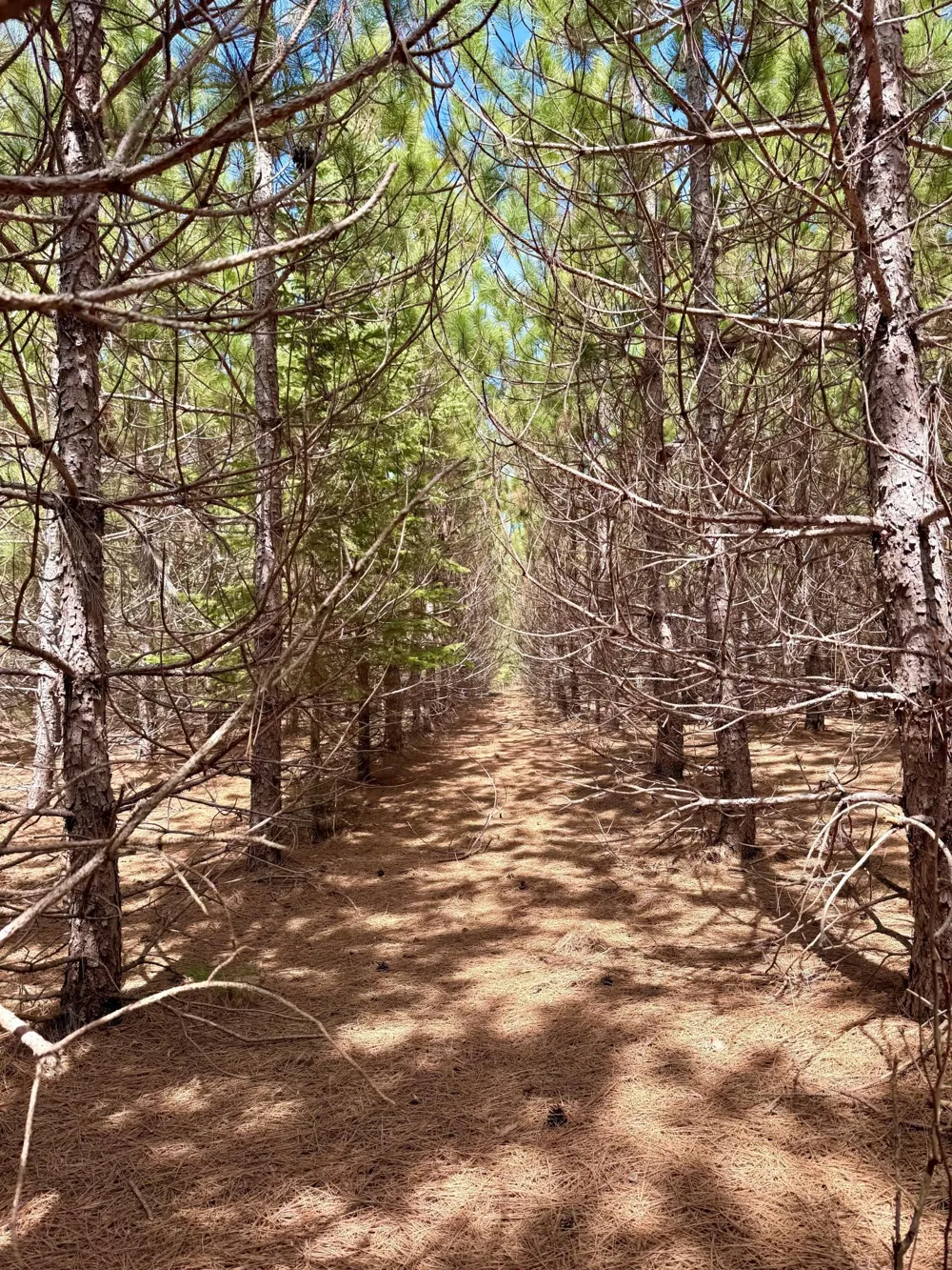 Lot 2 Scenic Hwy 7 Bovey, MN 55709
