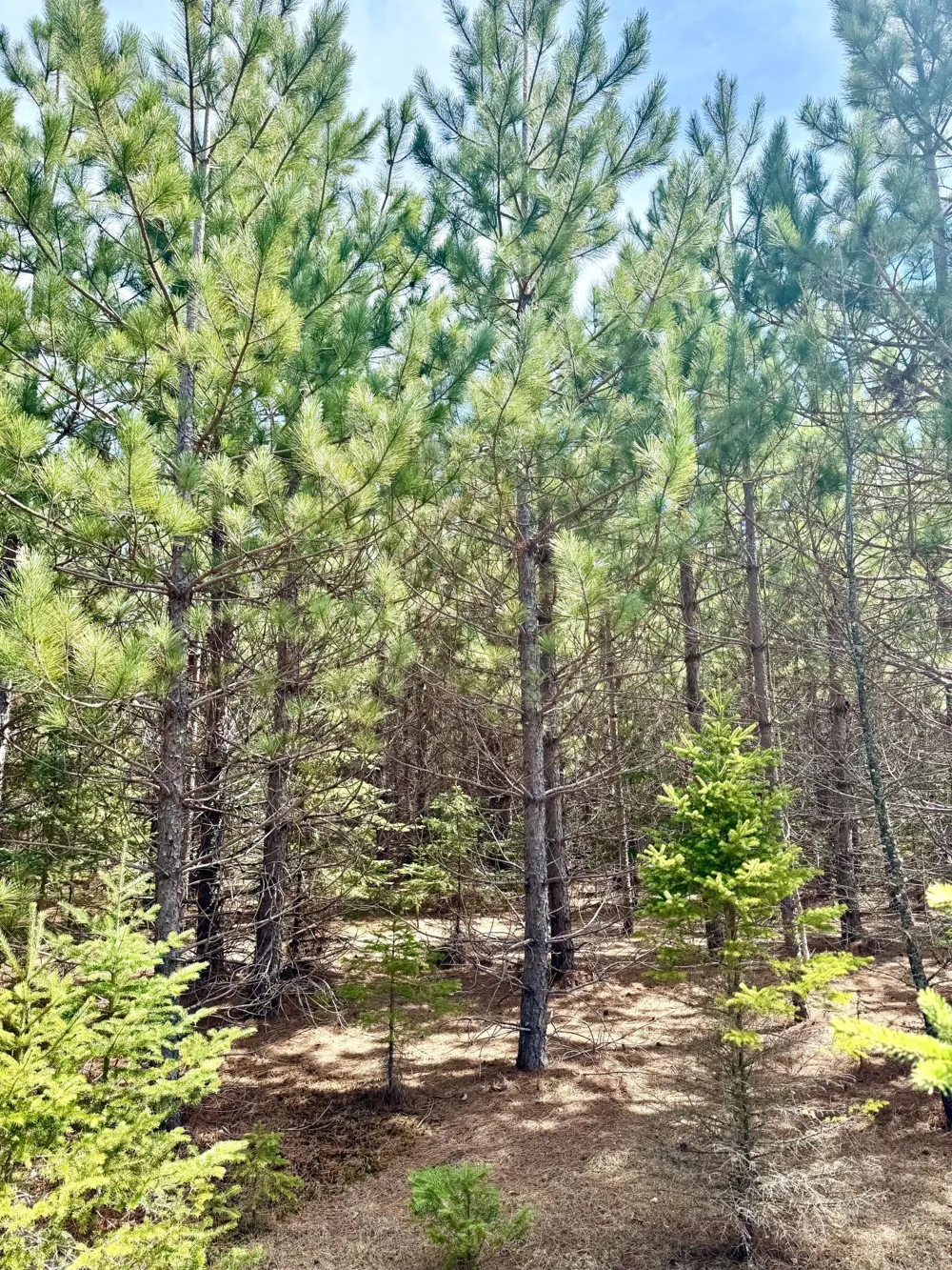 Lot 2 Scenic Hwy 7 Bovey, MN 55709