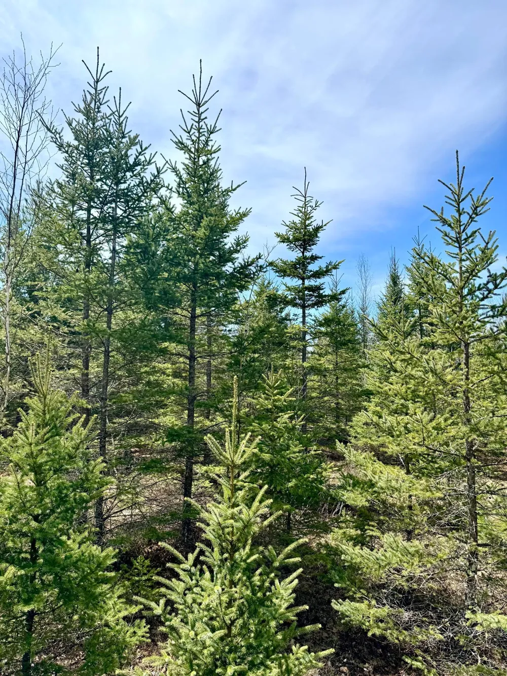 Lot 2 Scenic Hwy 7 Bovey, MN 55709