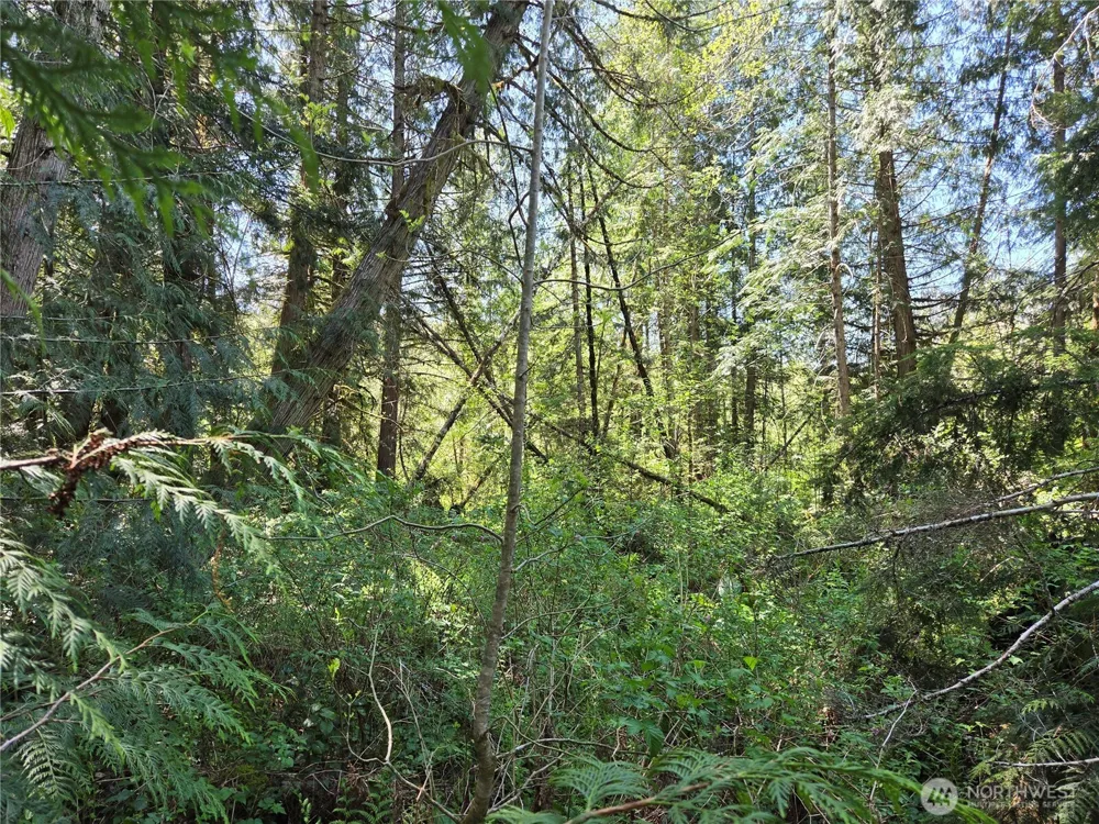 0 Falls Road Randle, WA 98377