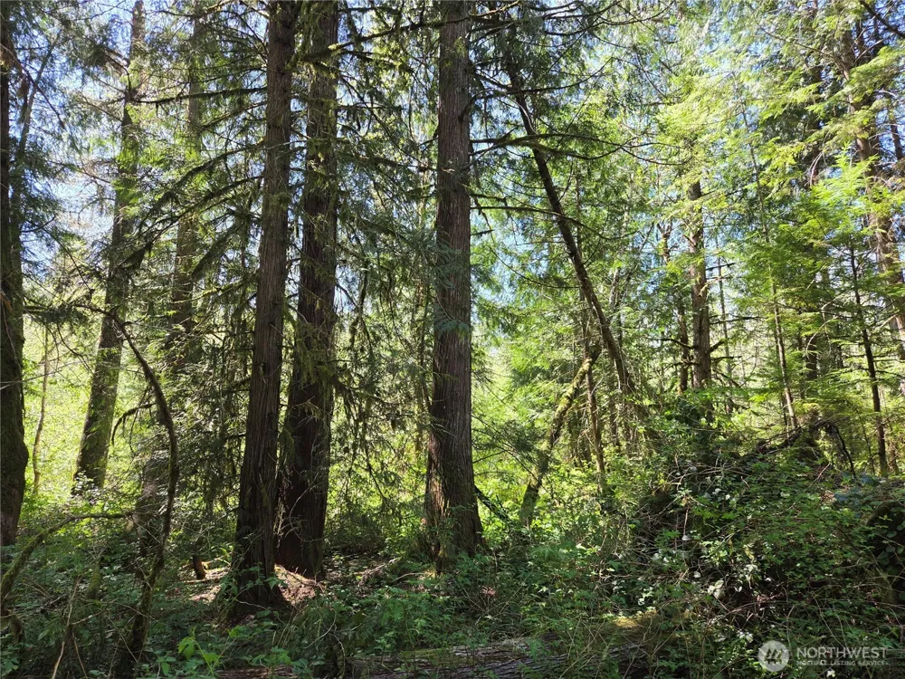 0 Falls Road Randle, WA 98377