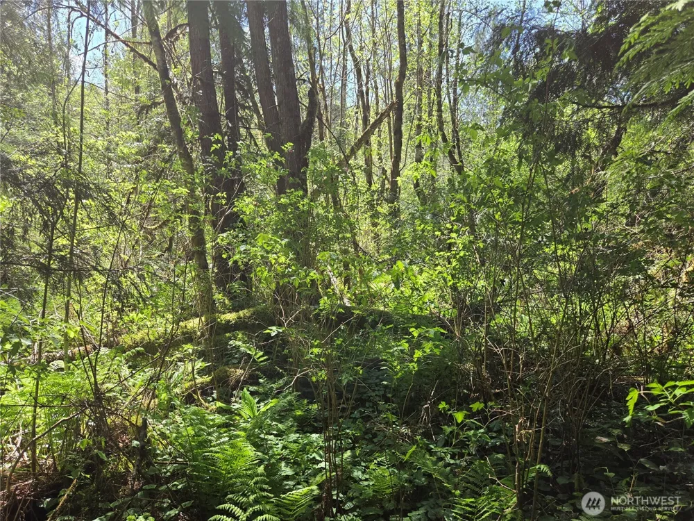 0 Falls Road Randle, WA 98377