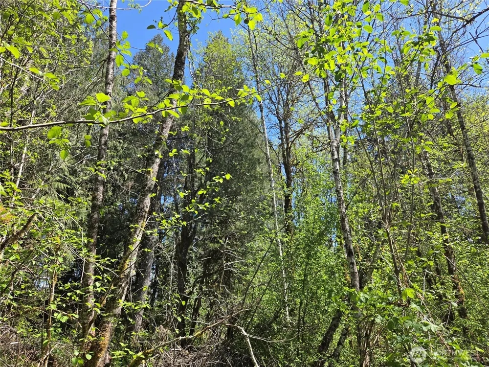 0 Falls Road Randle, WA 98377