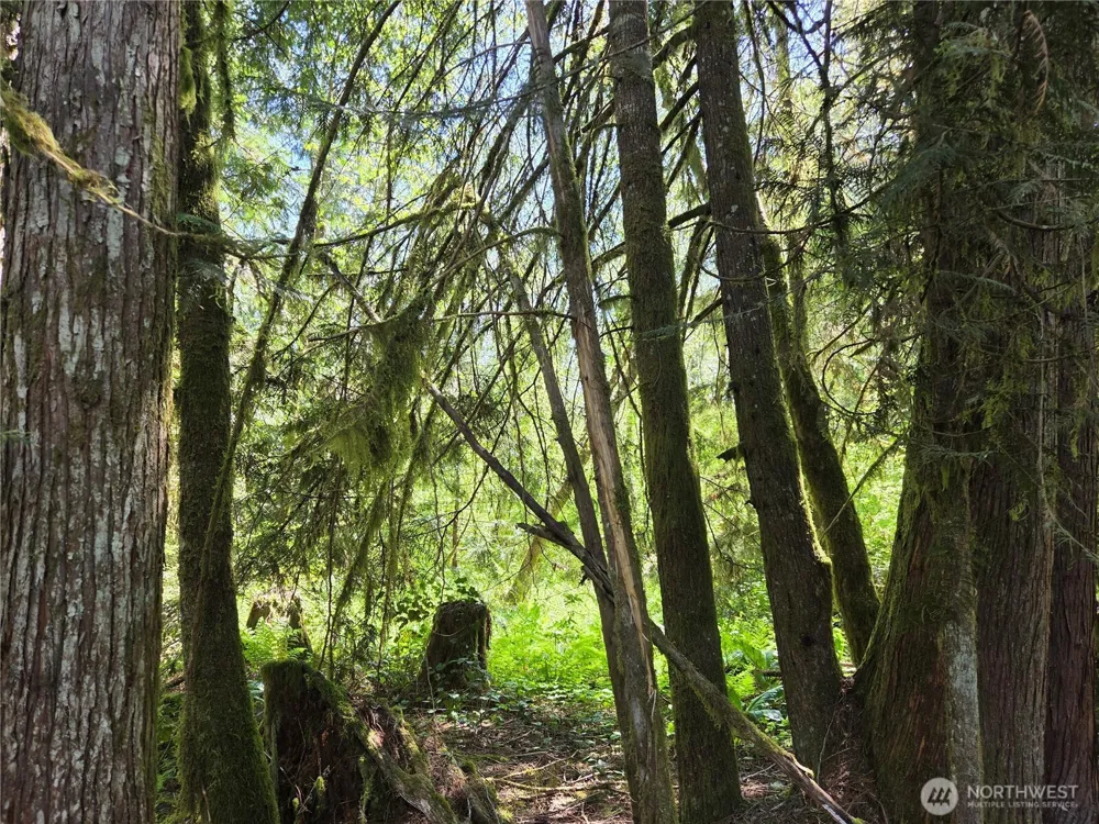 0 Falls Road Randle, WA 98377