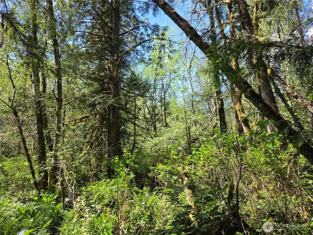 0 Falls Road Randle, WA 98377