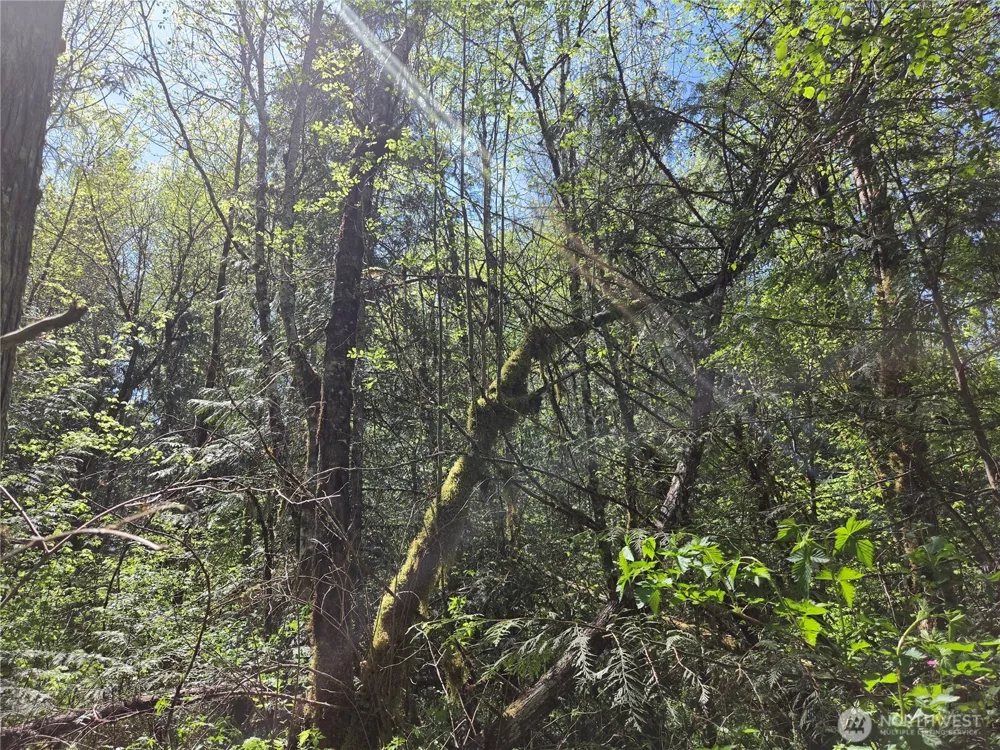 0 Falls Road Randle, WA 98377