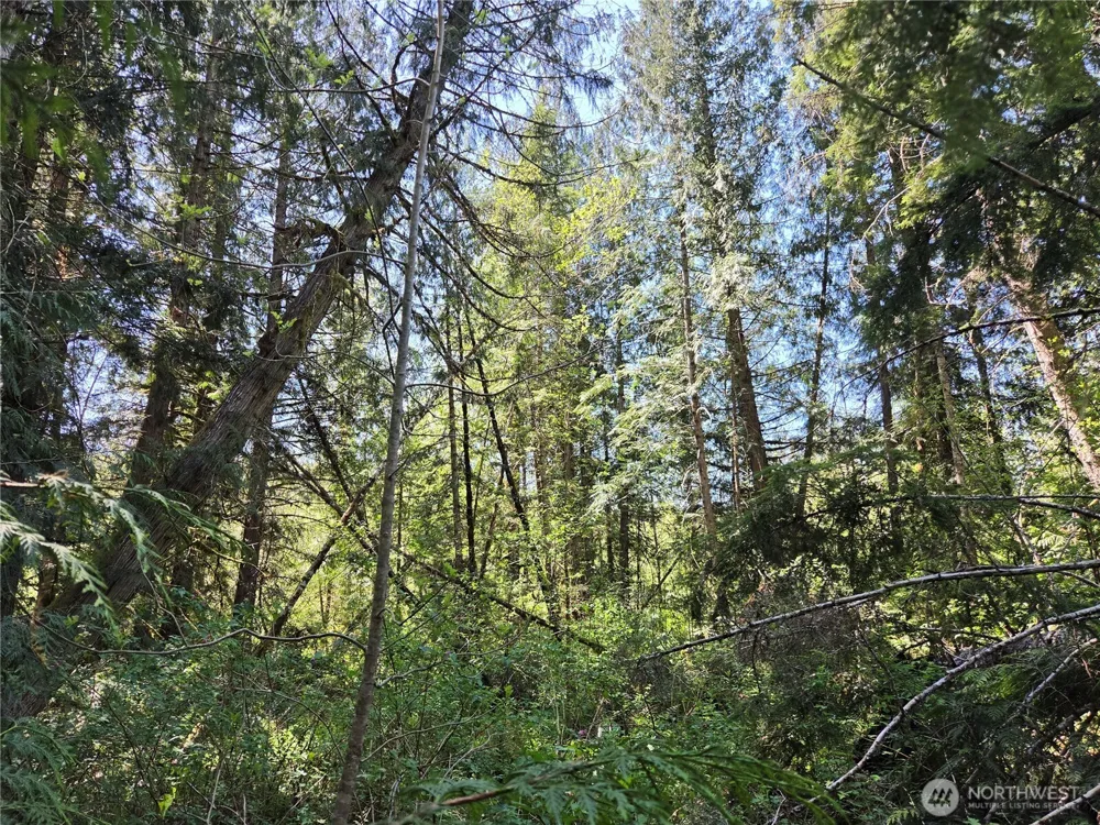 0 Falls Road Randle, WA 98377