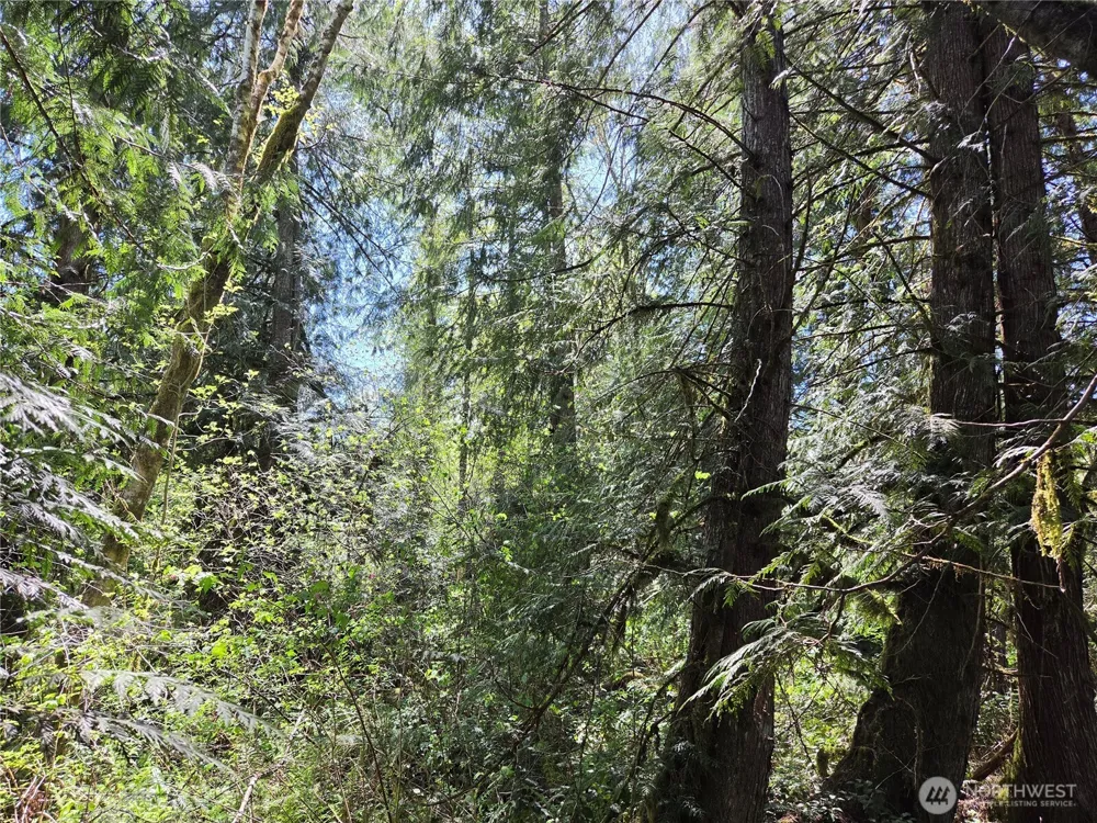 0 Falls Road Randle, WA 98377