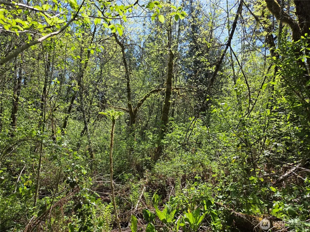0 Falls Road Randle, WA 98377