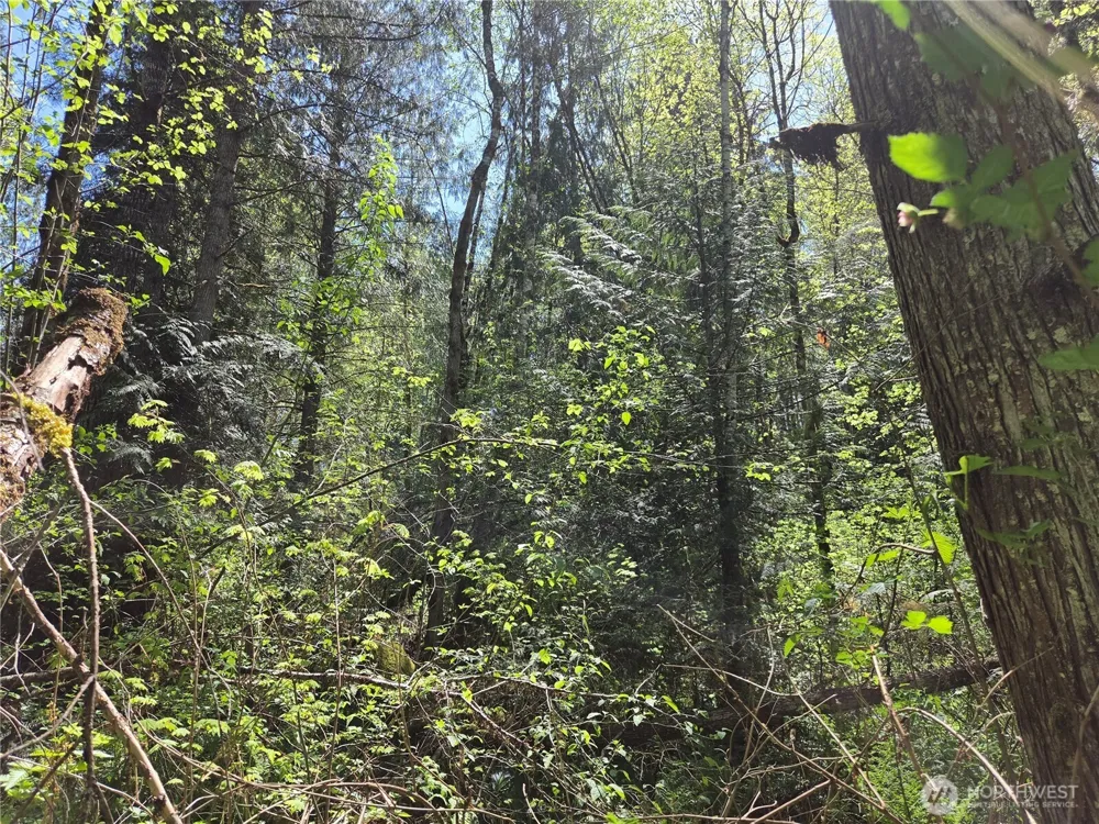 0 Falls Road Randle, WA 98377
