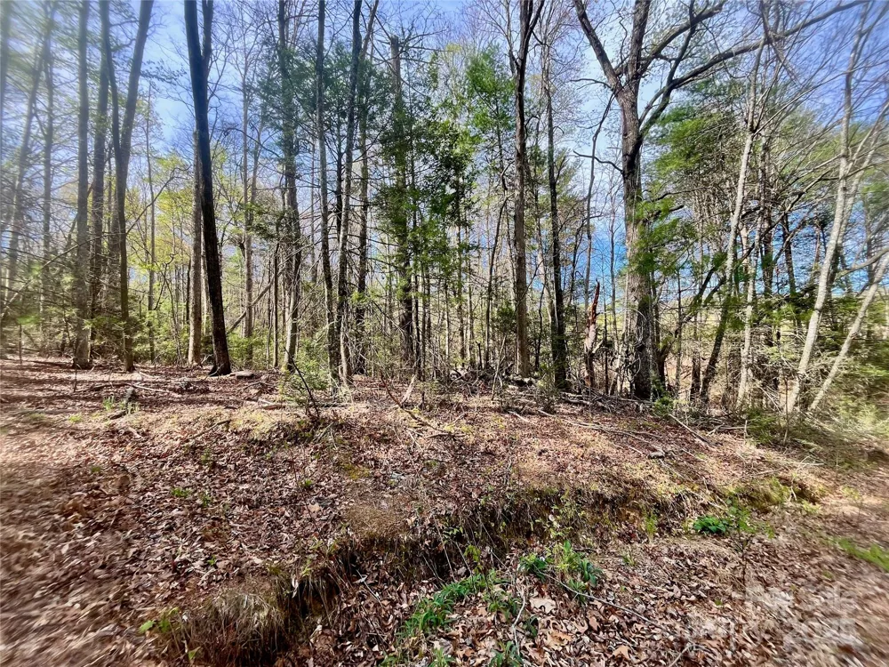99999 Lollis Road Candler, NC 28715