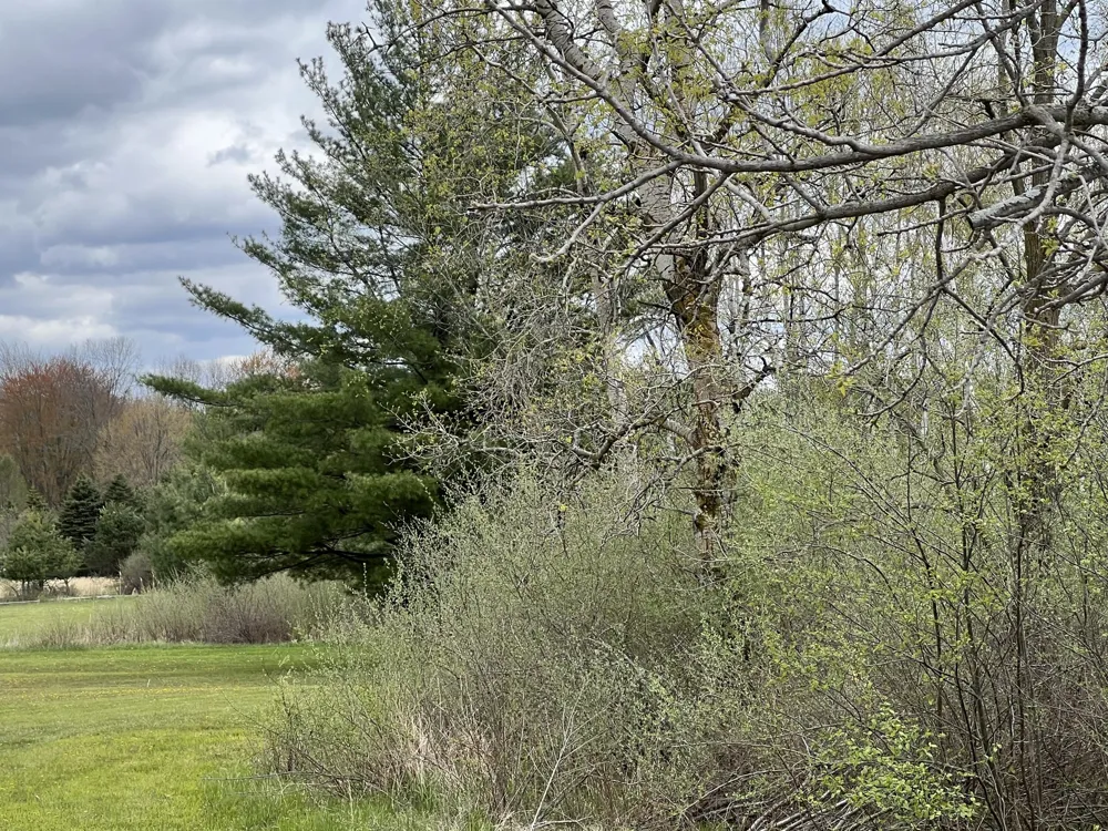 11148 Satterlee Road Lakeview, MI 48850