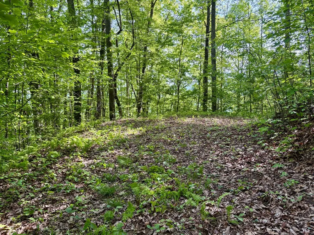 High Knob Bryson City, NC 28713